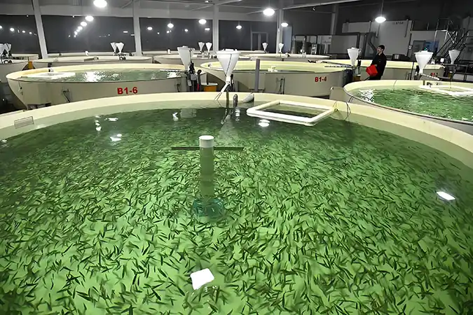 Is Ozone Better Than UV Light for Aquaculture